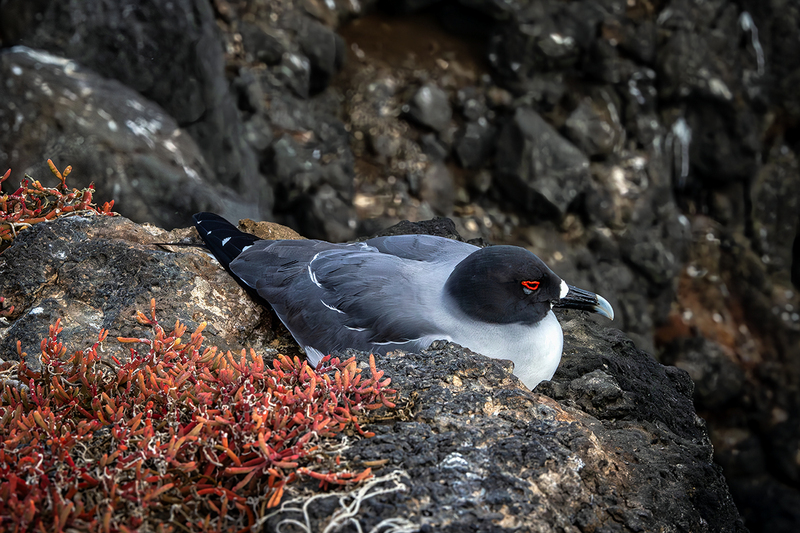 25GALSwallowTailedGull_3877.jpg
