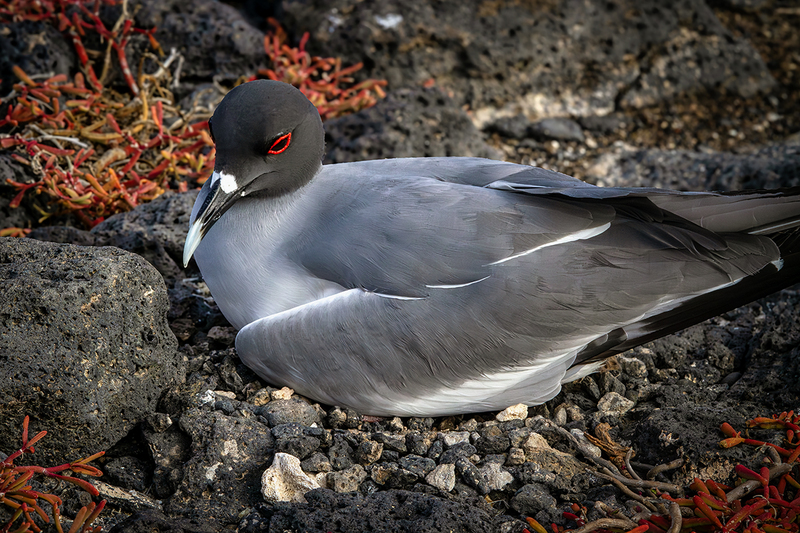 25GALSwallowTailedGull_3887.jpg