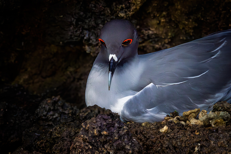25GALSwallowTailedGull_4081.jpg