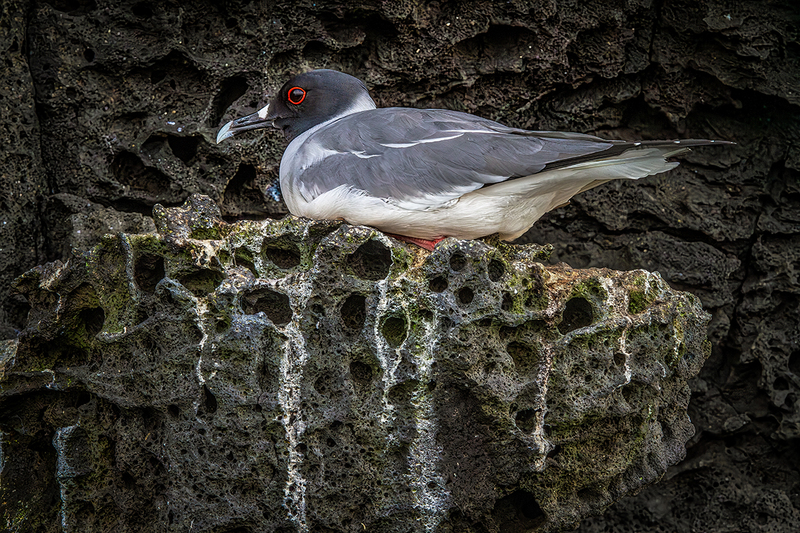 25GALSwallowTailedGull_4122.jpg