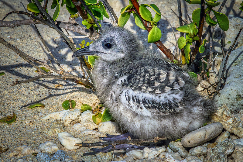 25GALSwallowTailedGullChick_4037.jpg