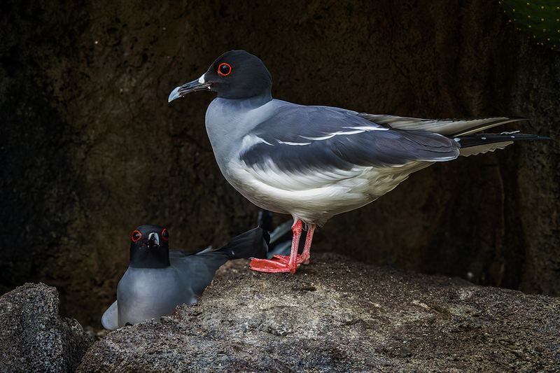 25GALSwallowTailedGulls_4093.jpg