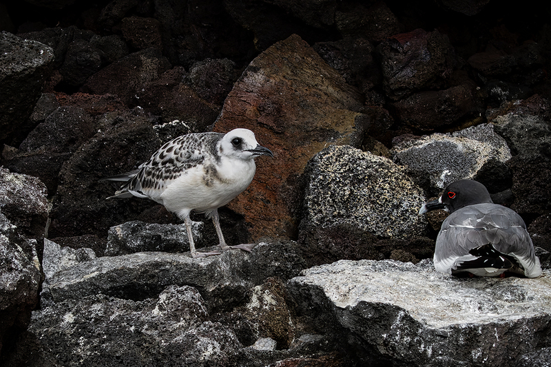 25GALSwallowTailedGulls_4194.jpg
