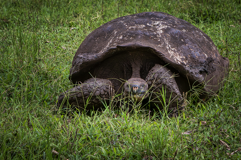 25GALTortoise_0614.jpg