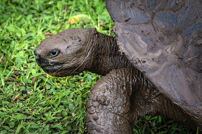 25GALTortoise_0629.jpg