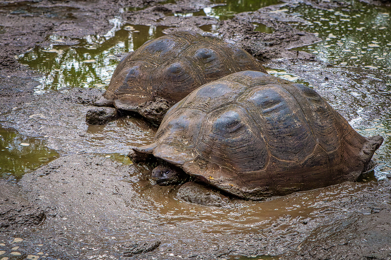 25GALTortoise_0635.jpg