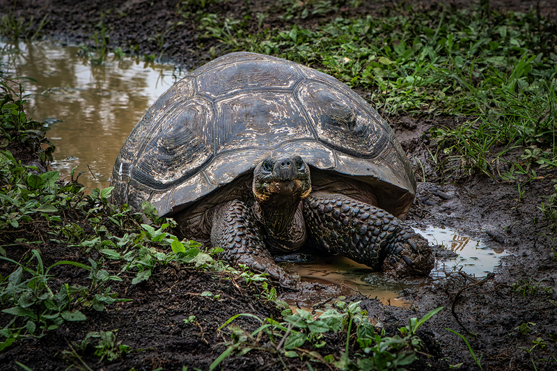 25GALTortoise_0651.jpg