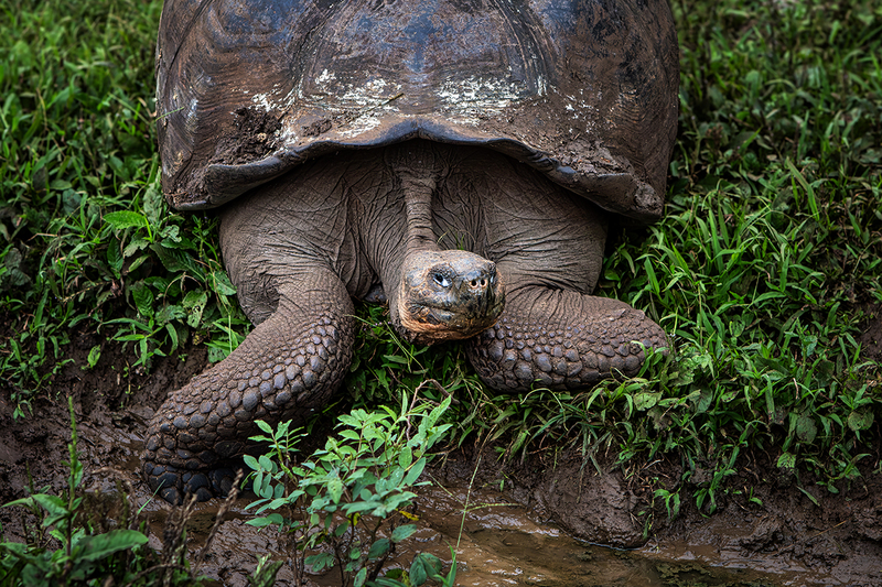 25GALTortoise_0661.jpg