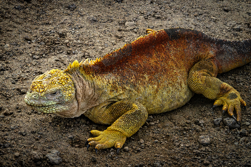 25GALYellowIguana_3882.jpg