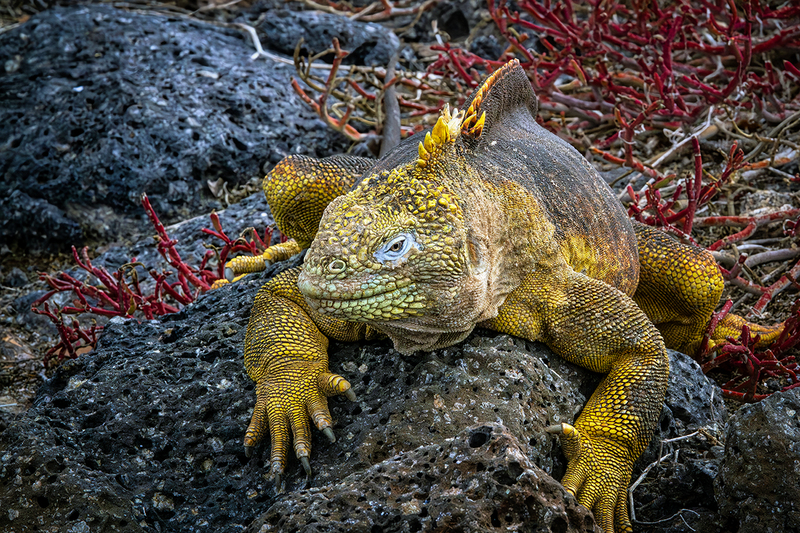 25GALYellowIguanas_3860.jpg
