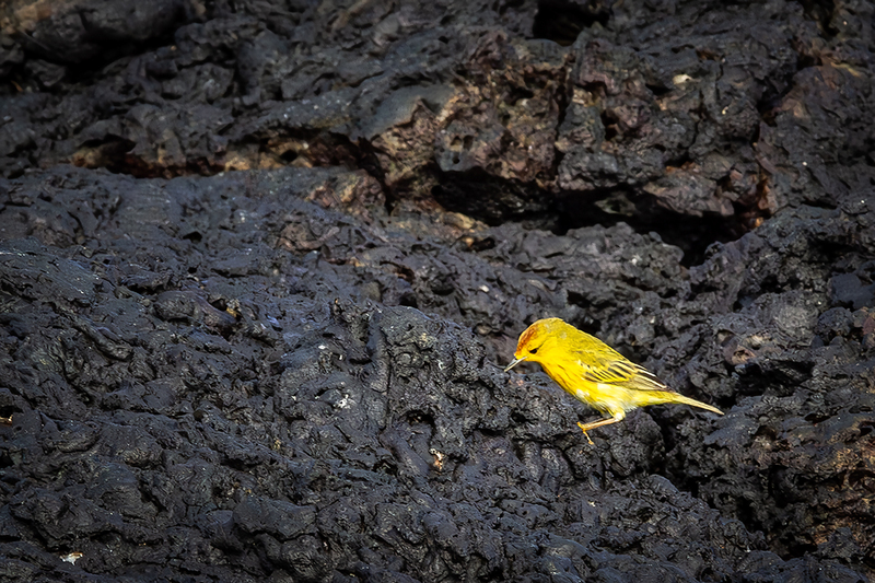 25GALYellowWarbler_4334.jpg