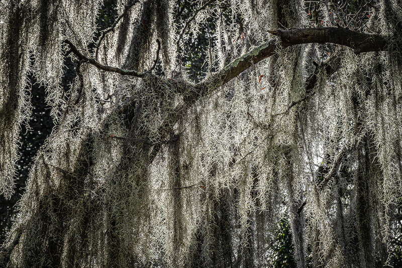 25GASAV-Moss_7905(1).jpg :: Savannah, Georgia 2025