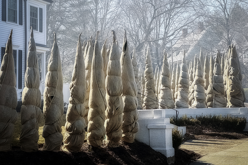 25MABrooklineTrees_7597i.jpg