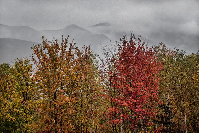25NHAutumnTrees_4920.jpg