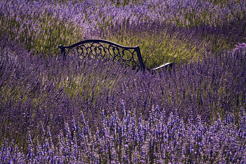 25ORBench-LavenderField_6429.jpg