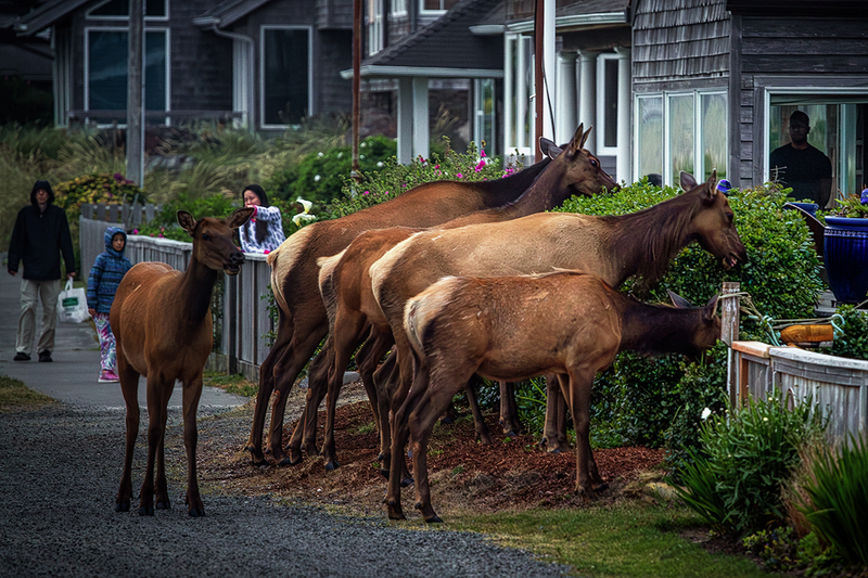 25ORCannonBeachElk_6159.jpg