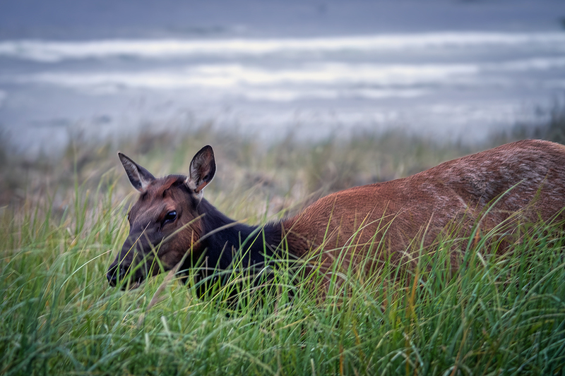 25ORCannonBeachElk_6161.jpg