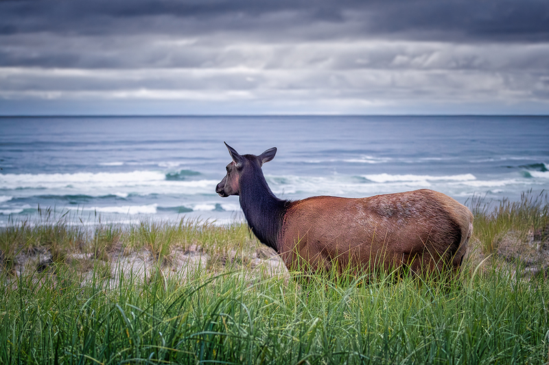 25ORCannonBeachElk_6165.jpg