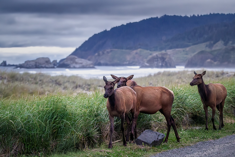 25ORCannonBeachElk_6170.jpg