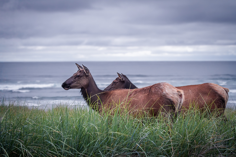 25ORCannonBeachElk_6182.jpg