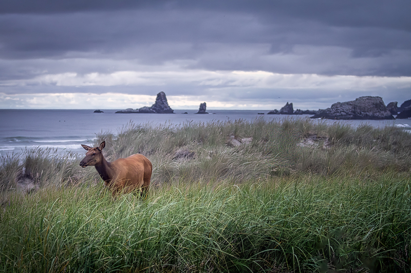 25ORCannonBeachElk_6203.jpg