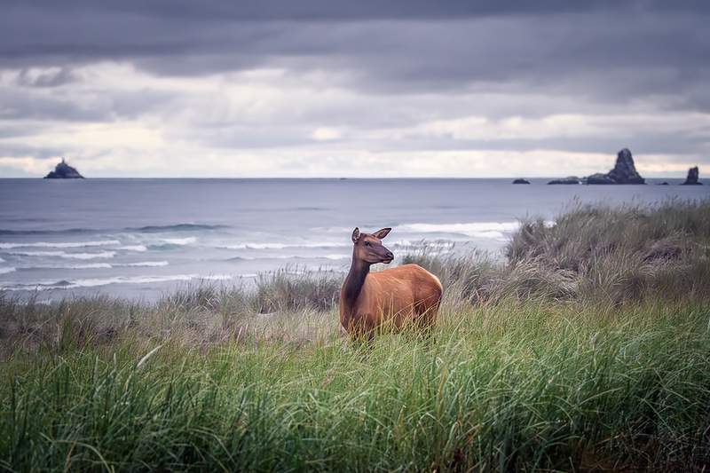 25ORCannonBeachElk_6205.jpg