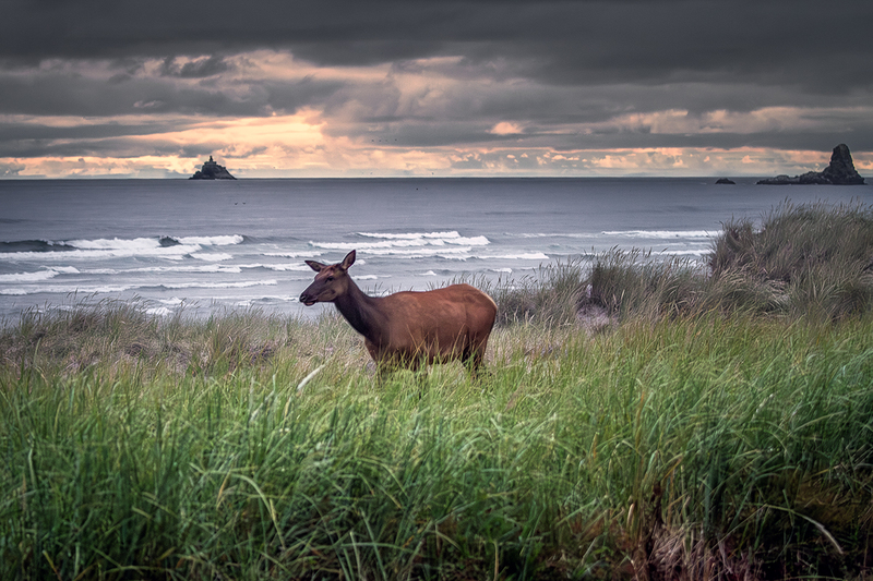 25ORCannonBeachElk_6206.jpg