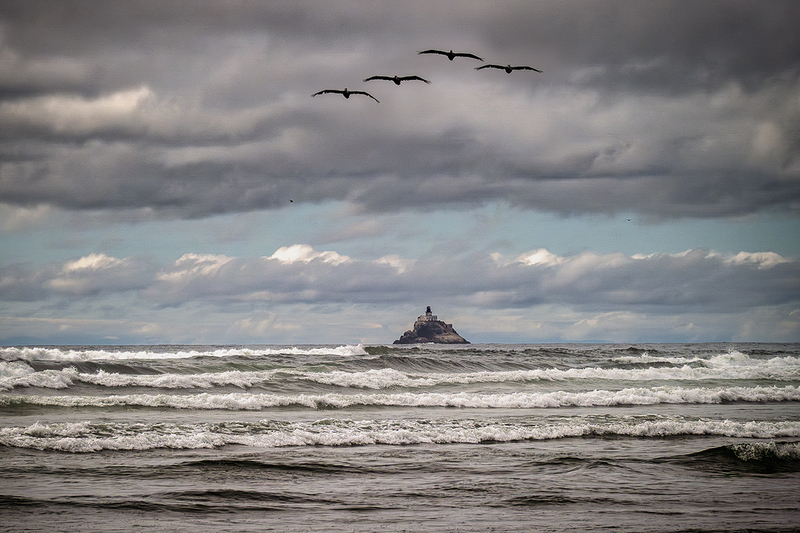 25ORCannonBeachPelicans_2599.jpg