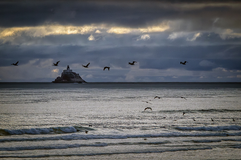 25ORCannonBeachPelicans_6100.jpg