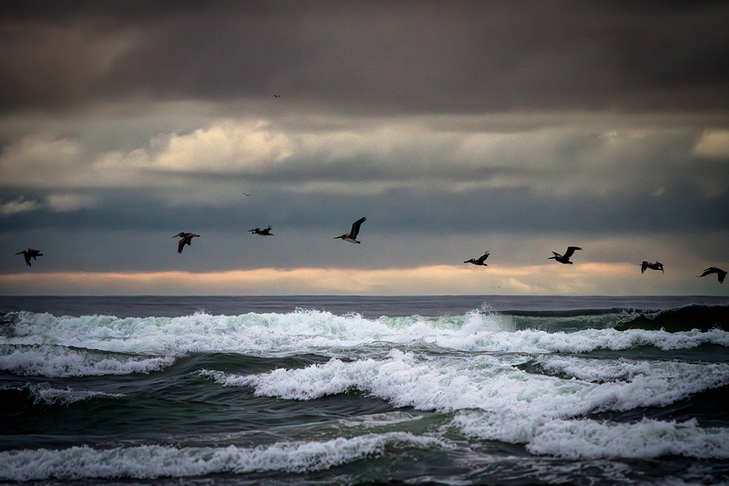 25ORCannonBeachPelicans_6143.jpg