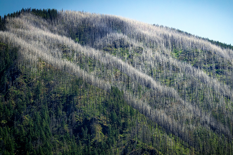 25ORColumbiaRiverForest_6457.jpg