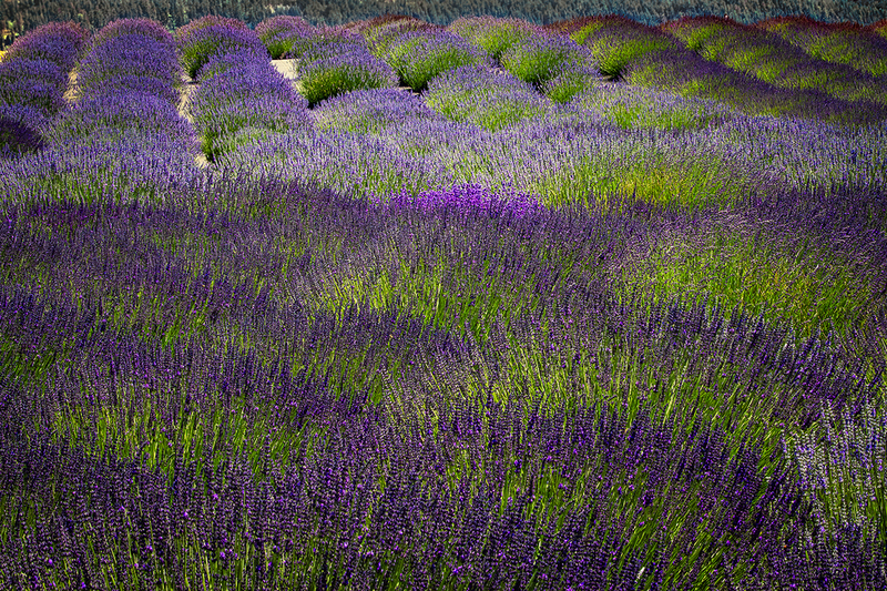 25ORLavenderFields_6431.jpg