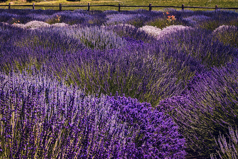 25ORLavenderFields_6434.jpg