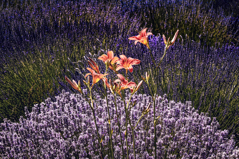 25ORLilies-LavenderField_6430.jpg