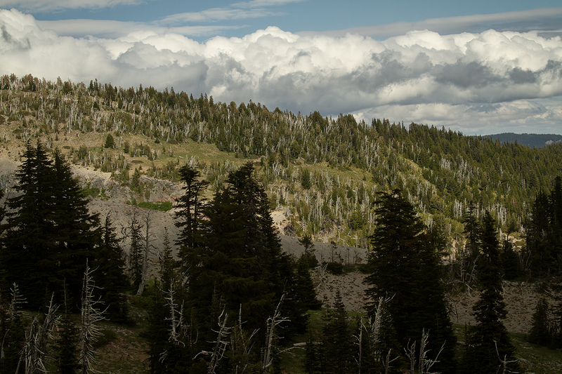 25ORMtHoodWhiteTrees_6358.jpg