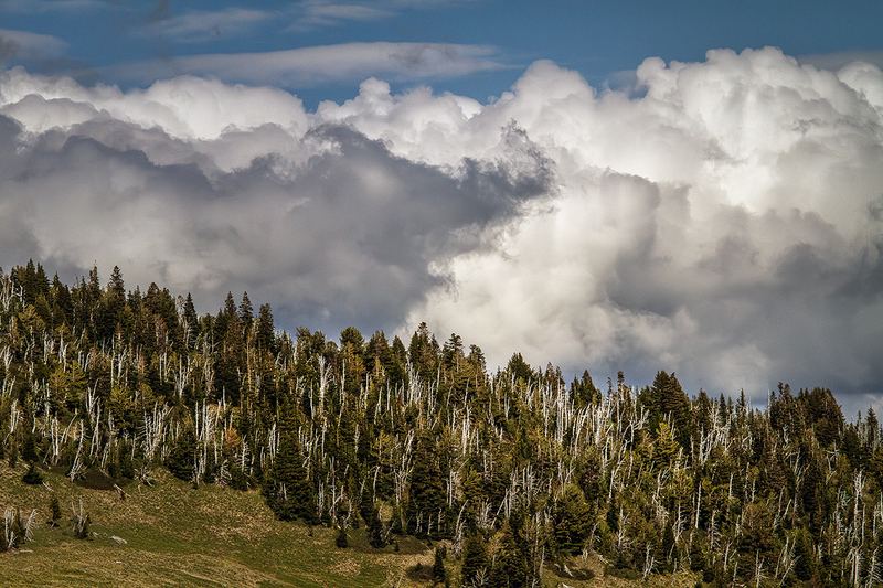 25ORMtHoodWhiteTrees_6363.jpg