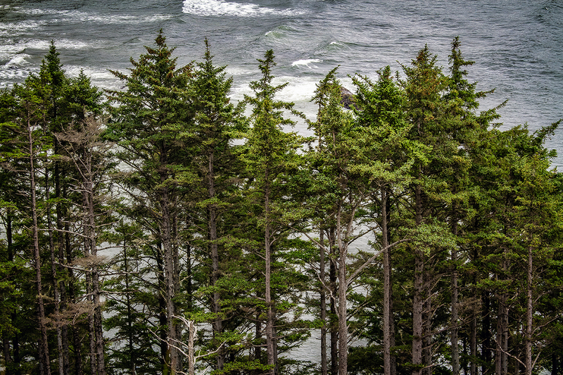 25OROregonCoastTrees_6244.jpg