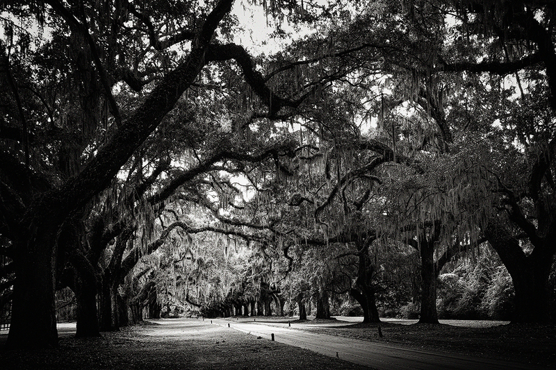 25SCCharlestonPlantation_8629g(1).jpg :: Boone Hall Plantation & Gardens, Mt. Pleasant, South Carolina 2025