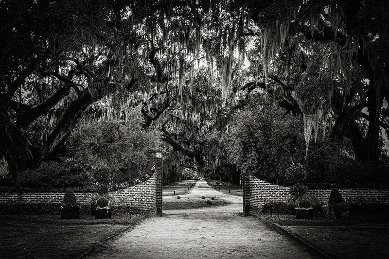 25SCCharlestonPlantation_8708g(1).jpg :: Boone Hall Plantation & Gardens, Mt. Pleasant, South Carolina 2025