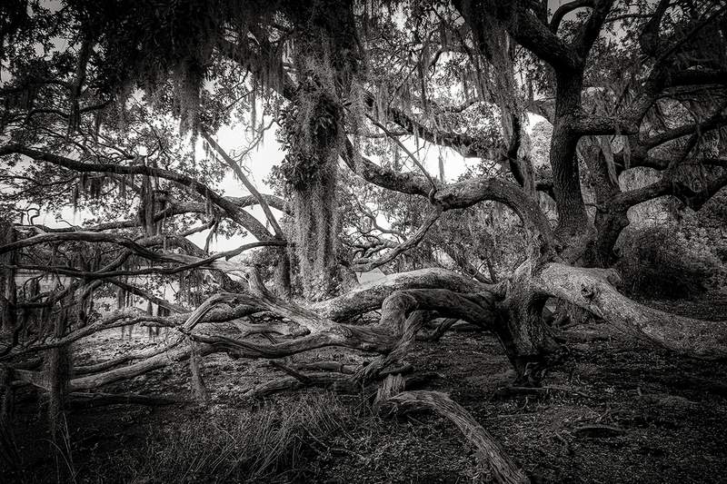 25SCCharlestonPlantationTree_8674gs(1).jpg :: Boone Hall Plantation & Gardens, Mt. Pleasant, South Carolina 2025
