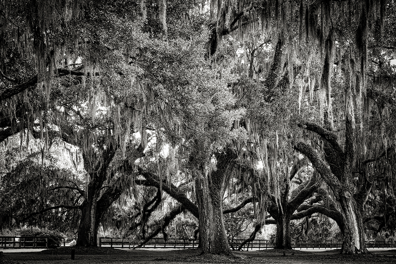 25SCCharlestonPlantationTrees_8605g(1).jpg :: Boone Hall Plantation & Gardens, Mt. Pleasant, South Carolina 2025
