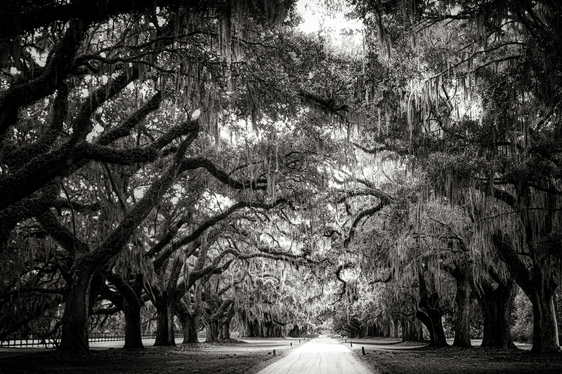 25SCCharlestonPlantationTrees_8612gs(1).jpg :: Boone Hall Plantation & Gardens, Mt. Pleasant, South Carolina 2025