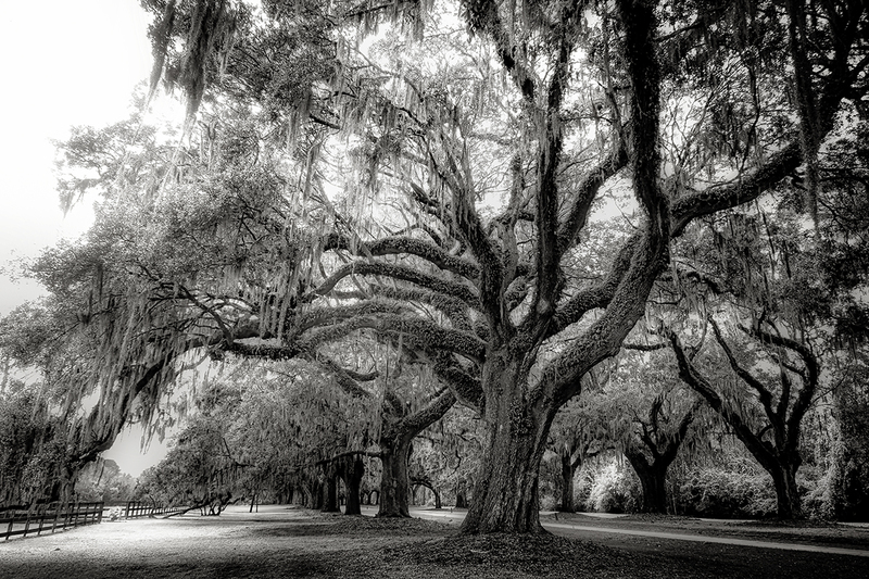25SCCharlestonPlantationTrees_8621gs(1).jpg :: Boone Hall Plantation & Gardens, Mt. Pleasant, South Carolina 2025