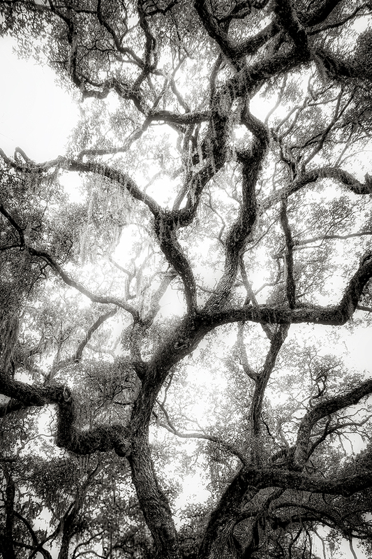 25SCOldSheldonChurchTree_8388gs(1).jpg :: Old Sheldon Church, Beaufort County, South Carolina 2025