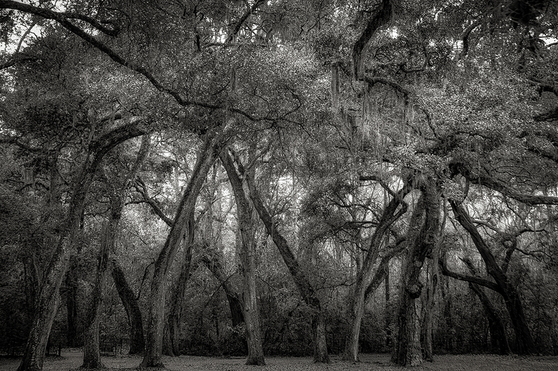 25SCOldSheldonChurchTrees_8381gs(1).jpg :: Old Sheldon Church, Beaufort County, South Carolina 2025