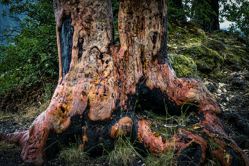 25WAOlympicNP-BurntRedTree_2015.jpg