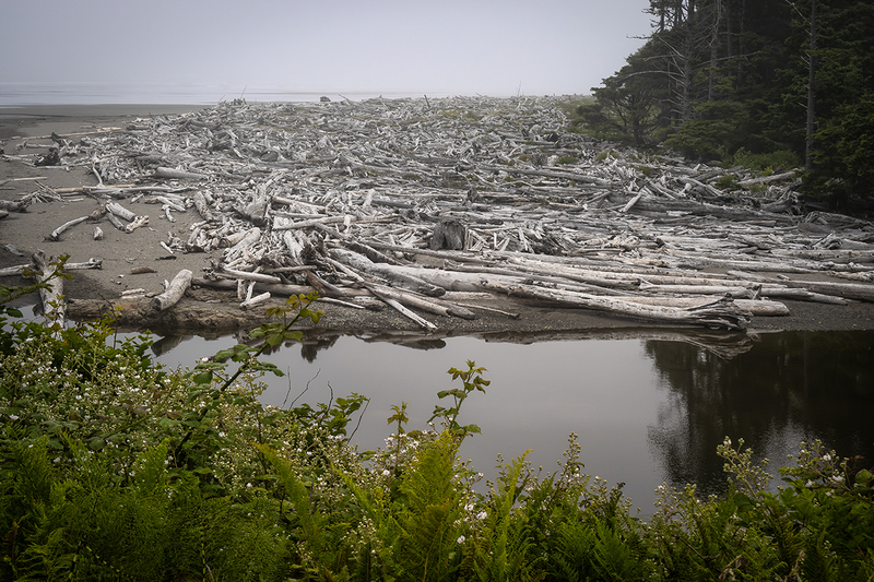 25WAOlympicNPKalalochDriftwood_2432.jpg
