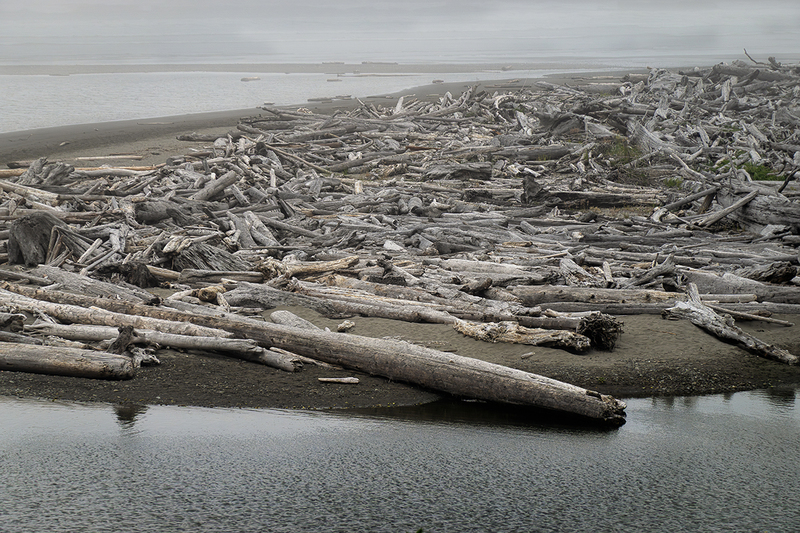 25WAOlympicNPKalalochDriftwood_2494.jpg