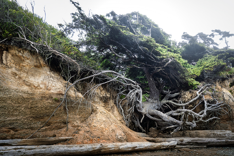 25WAOlympicNPTreeOfLife_2480tif.jpg