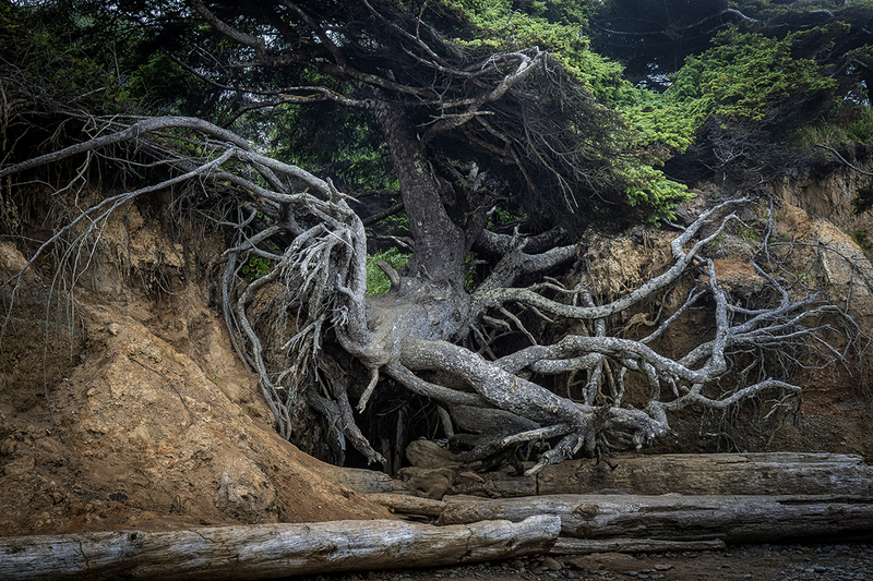 25WAOlympicNPTreeOfLife_2483tif.jpg